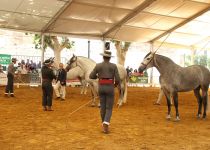 ASPIRANTES A CAMPEONA ADULTA